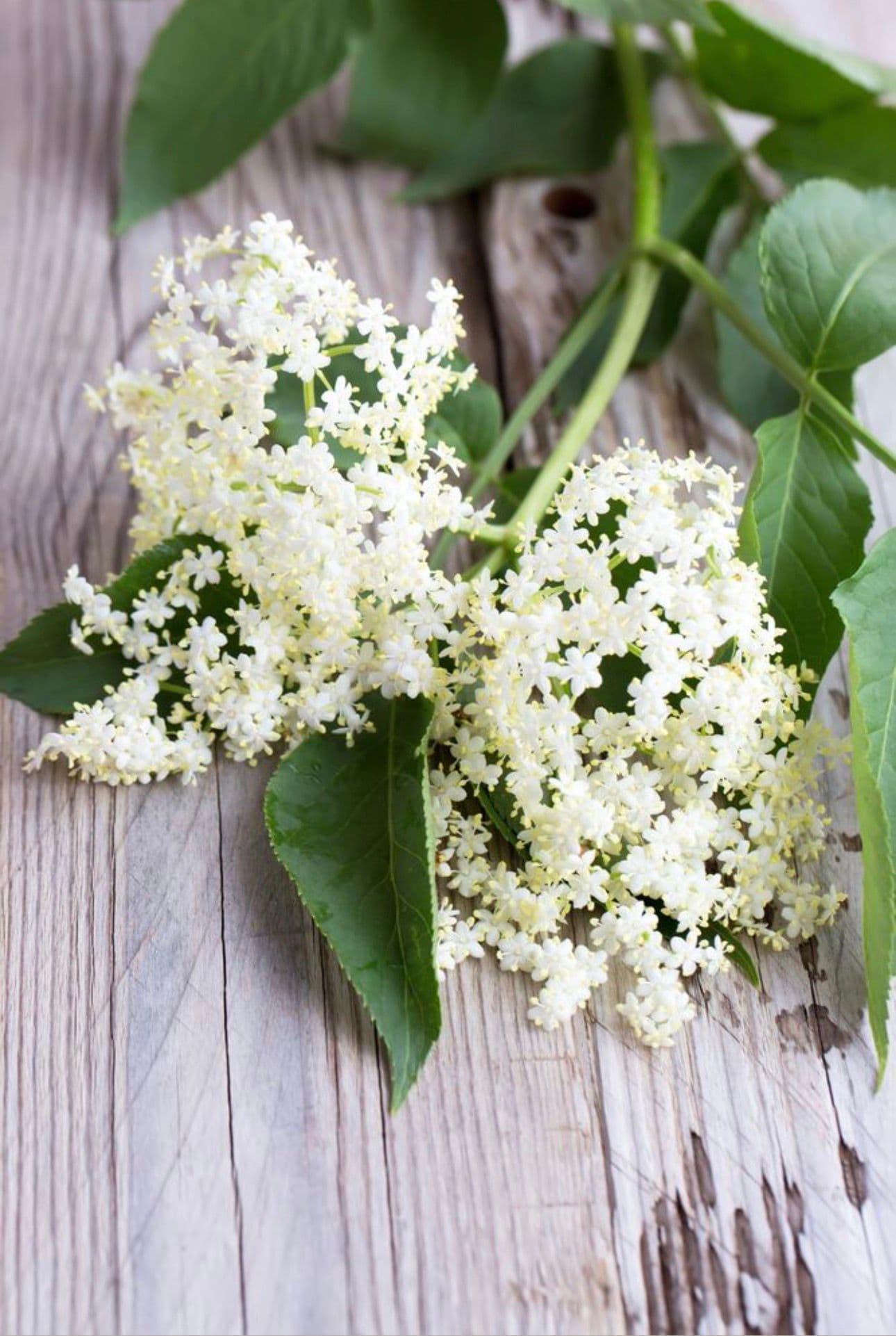 Elderflower